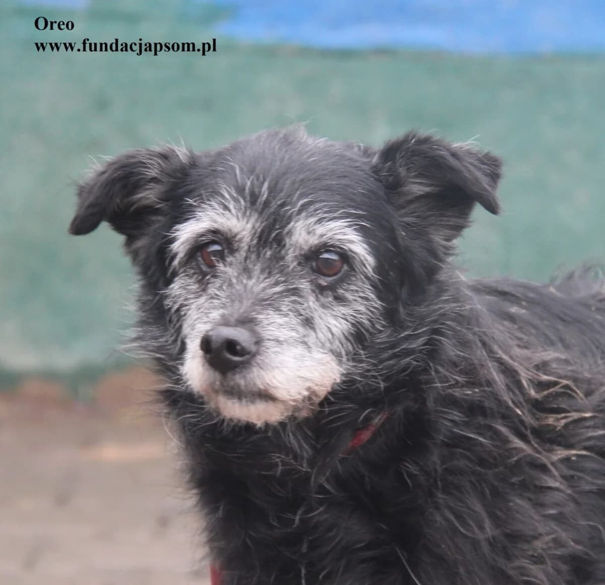 Oreo, male mixed breed for adoption at Fundacja Przyjaciele Braci Mniejszych