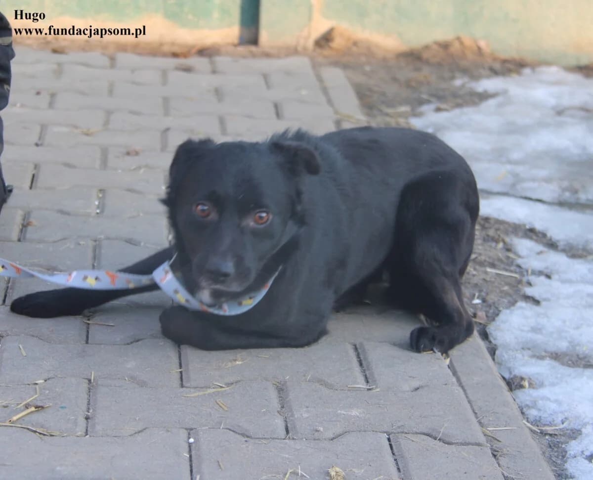 Hugo, male mixed breed for adoption at Fundacja Przyjaciele Braci Mniejszych