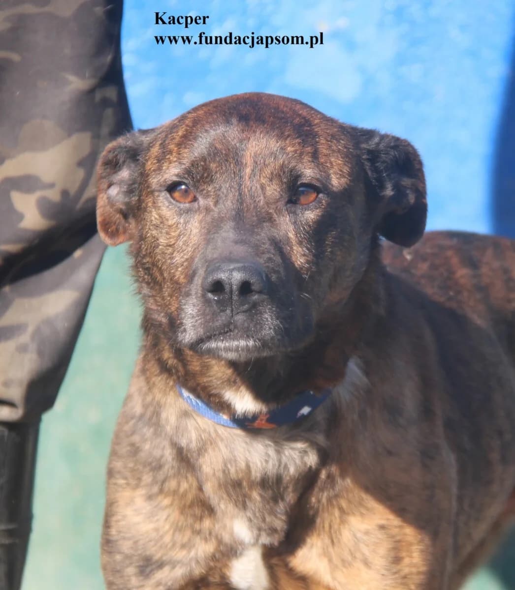 Kacper, male mixed breed for adoption at Fundacja Przyjaciele Braci Mniejszych