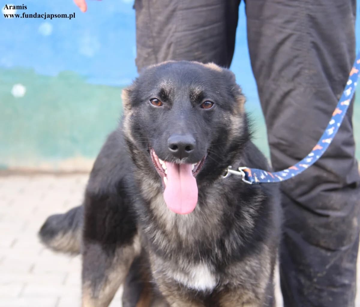 Aramis, male mixed breed for adoption at Fundacja Przyjaciele Braci Mniejszych