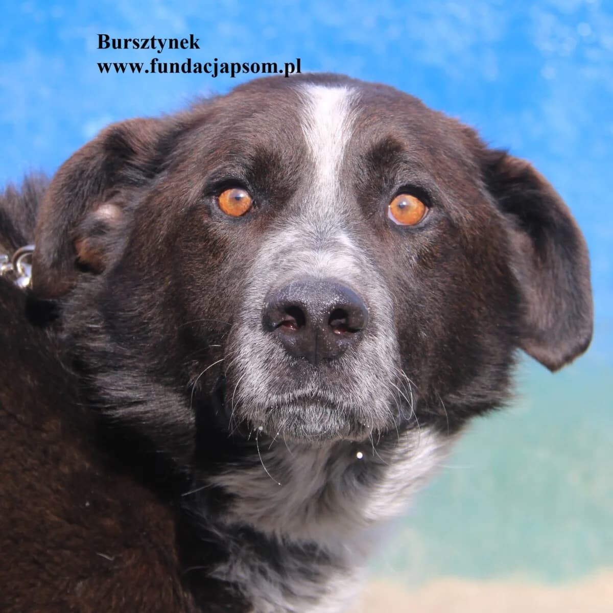 Bursztynek, male mixed breed for adoption at Fundacja Przyjaciele Braci Mniejszych
