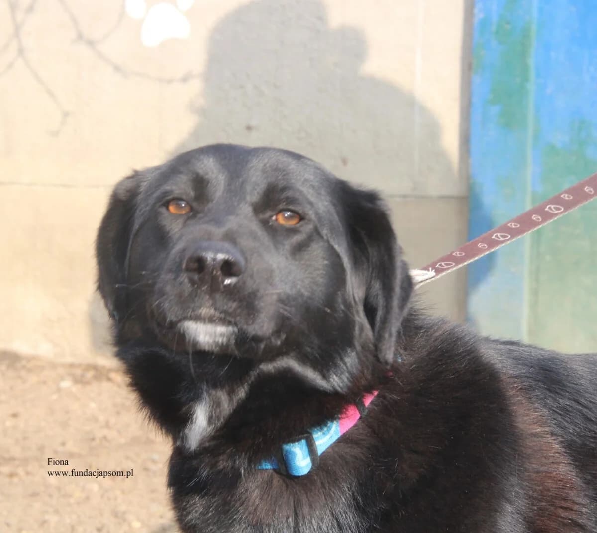 Fiona, female mixed breed for adoption at Fundacja Przyjaciele Braci Mniejszych