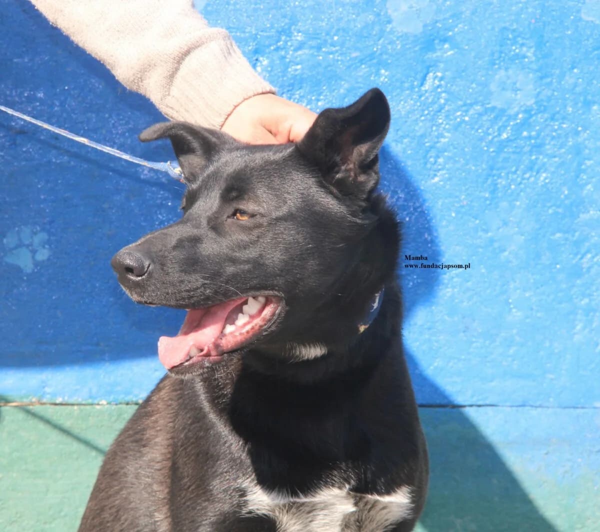 Mamba, female mixed breed for adoption at Fundacja Przyjaciele Braci Mniejszych
