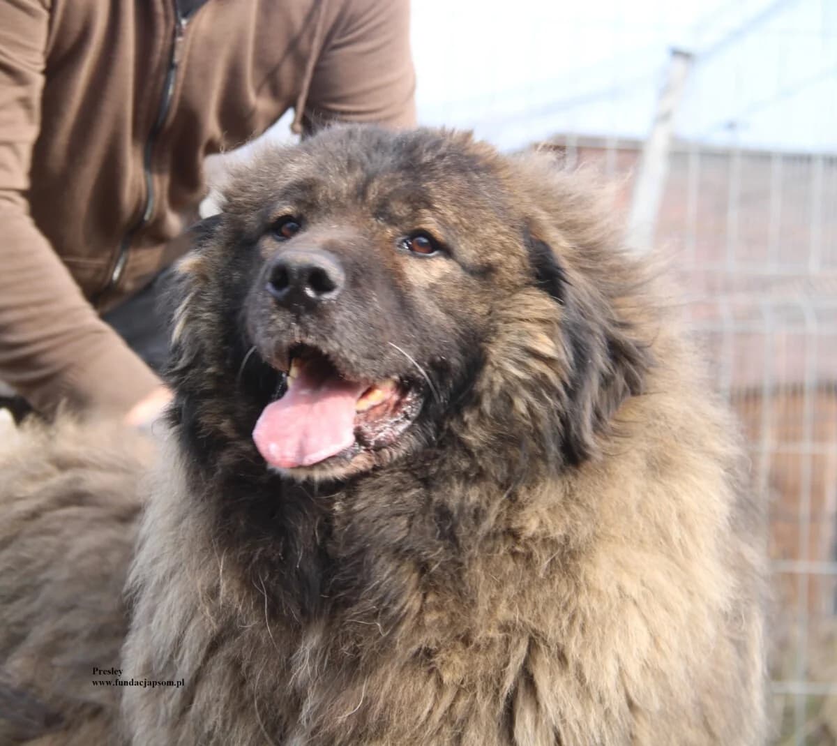 Presley, male mixed breed for adoption at Fundacja Przyjaciele Braci Mniejszych