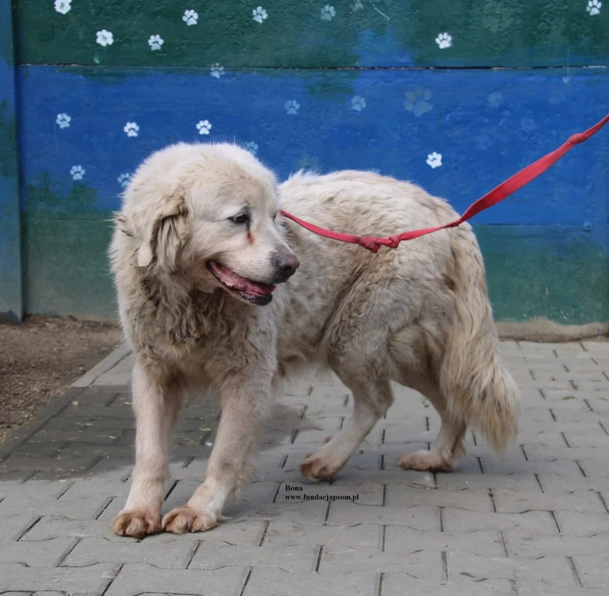 Bona, female mixed breed for adoption at Fundacja Przyjaciele Braci Mniejszych