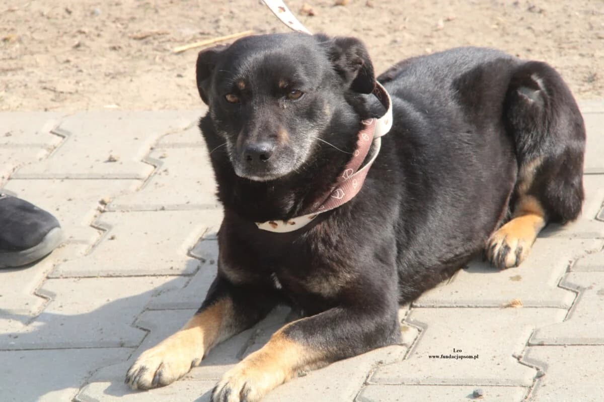 Leo, male mixed breed for adoption at Fundacja Przyjaciele Braci Mniejszych