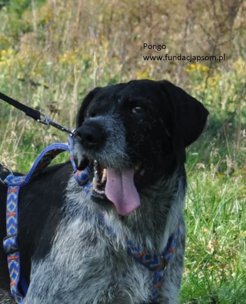 Pongo, male mixed breed for adoption at Fundacja Przyjaciele Braci Mniejszych