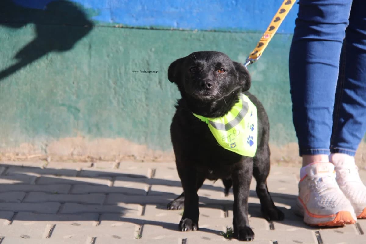 Calineczka, female Mixed Breed for adoption at Fundacja Przyjaciele Braci Mniejszych