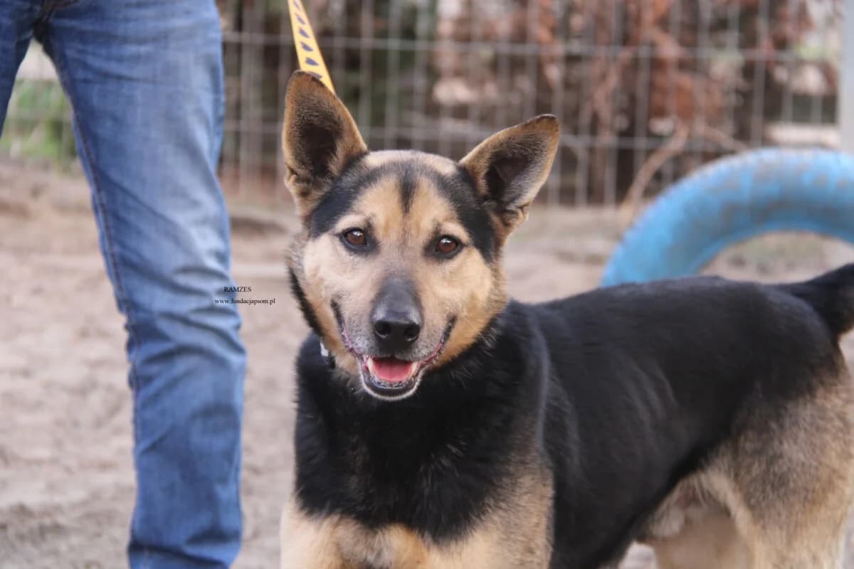 Ramzes, female mixed breed for adoption at Fundacja Przyjaciele Braci Mniejszych
