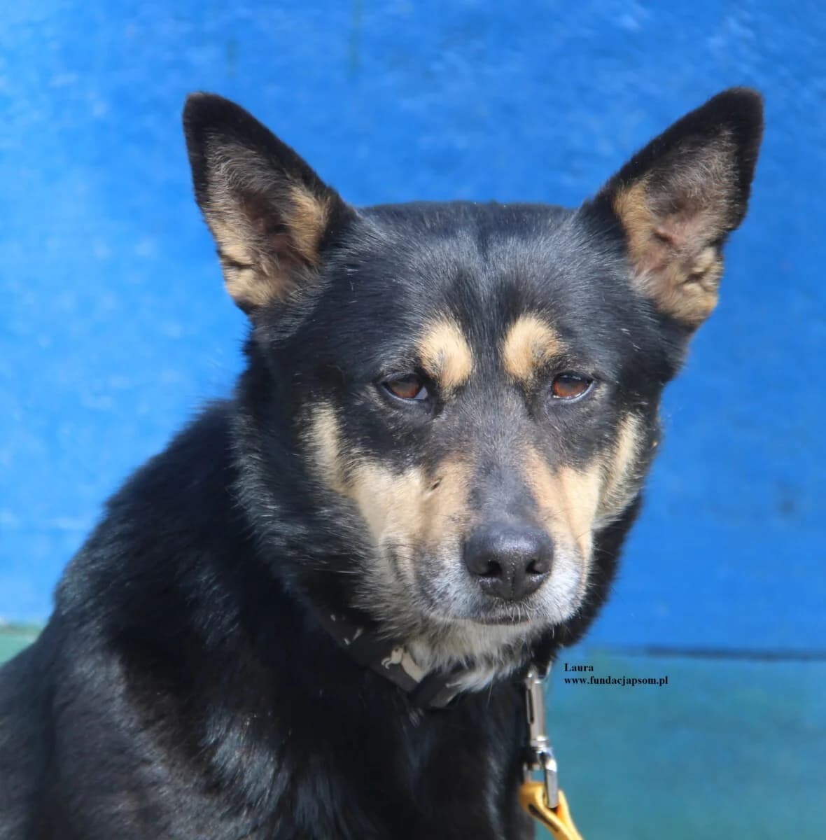 Laura, female mixed breed for adoption at Fundacja Przyjaciele Braci Mniejszych