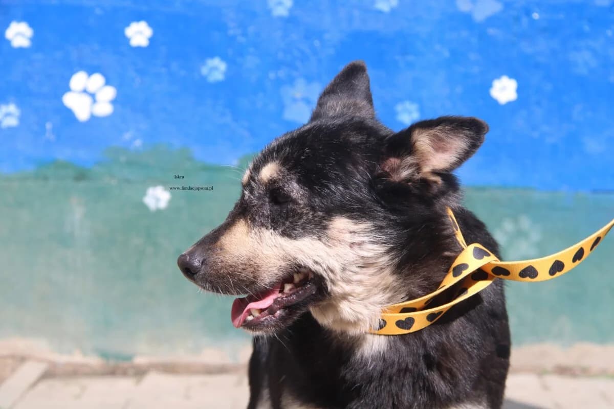 Iskra, female mixed breed for adoption at Fundacja Przyjaciele Braci Mniejszych