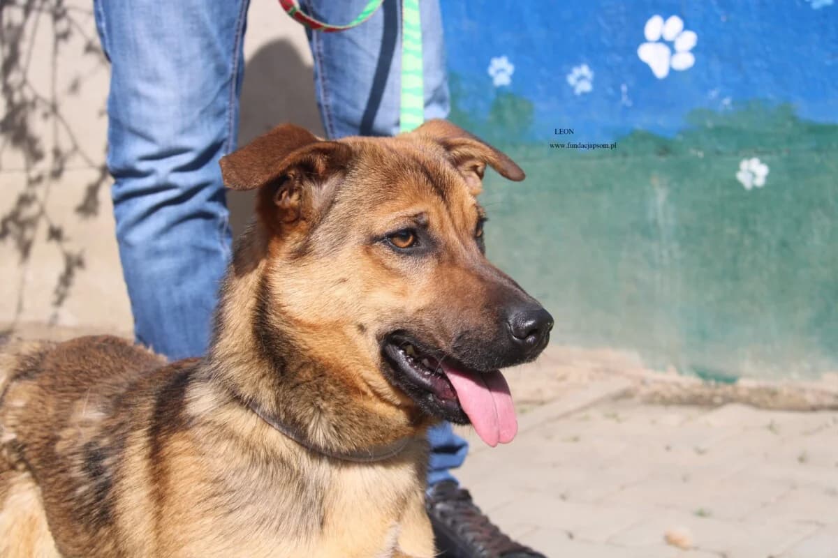Leon, male mixed breed for adoption at Fundacja Przyjaciele Braci Mniejszych