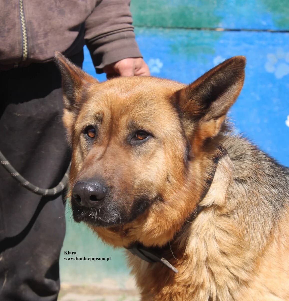 Klara, female mixed breed for adoption at Fundacja Przyjaciele Braci Mniejszych
