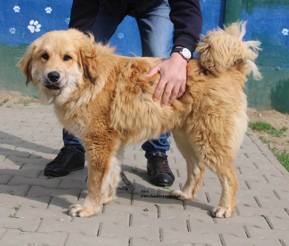 Alex, male mixed breed for adoption at Fundacja Przyjaciele Braci Mniejszych