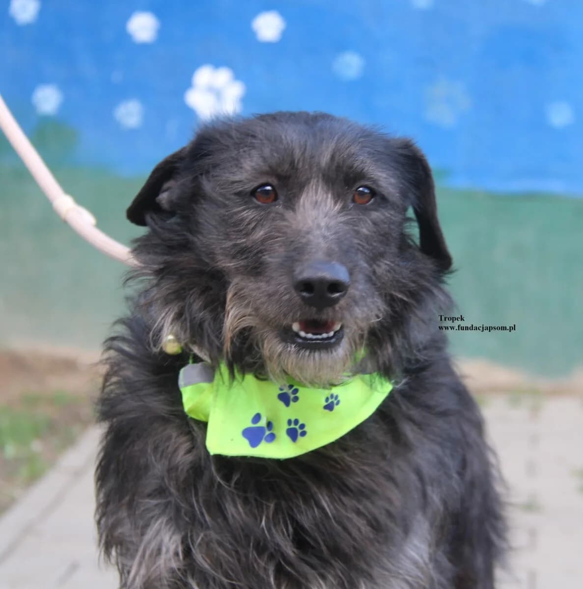 Tropek, male mixed breed for adoption at Fundacja Przyjaciele Braci Mniejszych