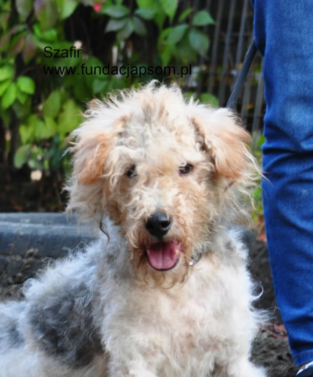 Szafir, male mixed breed for adoption at Fundacja Przyjaciele Braci Mniejszych