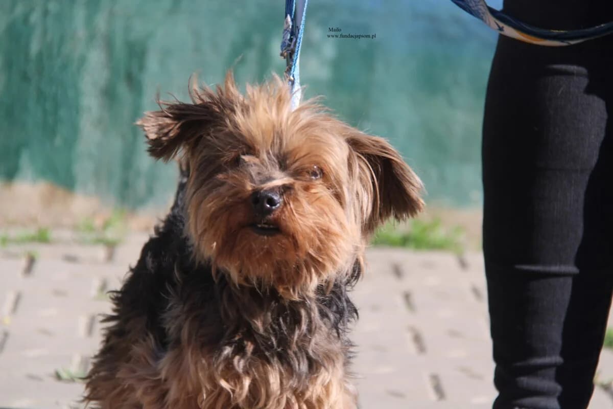 Mailo, male mixed breed for adoption at Fundacja Przyjaciele Braci Mniejszych