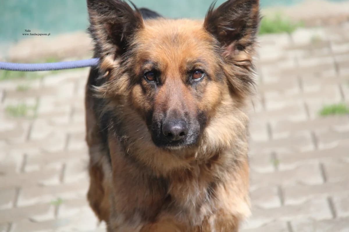 Nala, female mixed breed for adoption at Fundacja Przyjaciele Braci Mniejszych