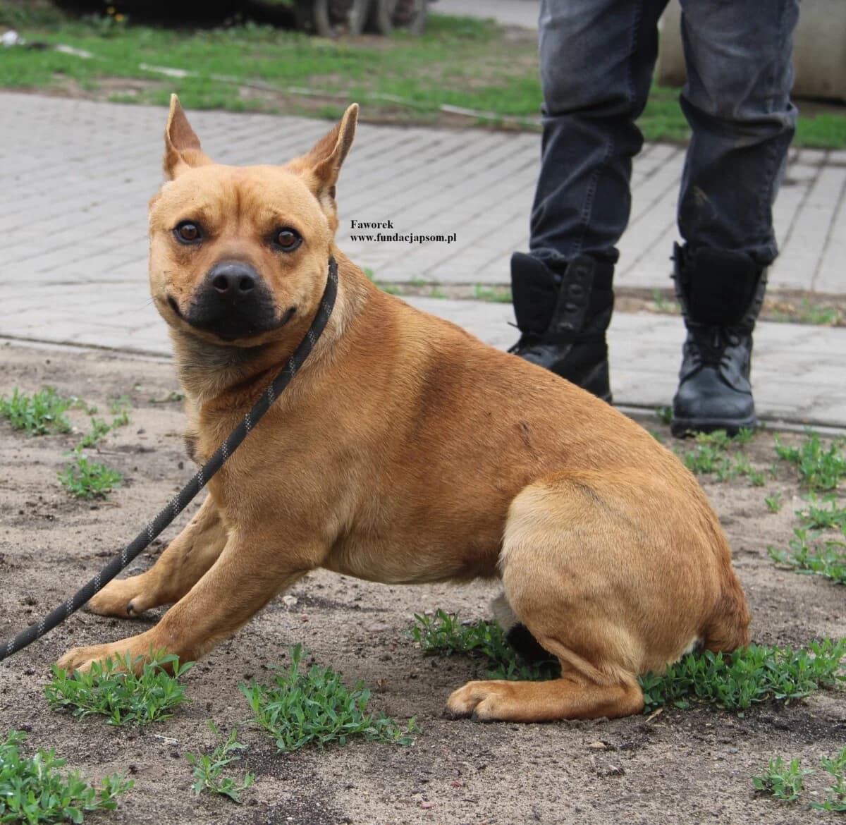 Faworek, male mixed breed for adoption at Fundacja Przyjaciele Braci Mniejszych