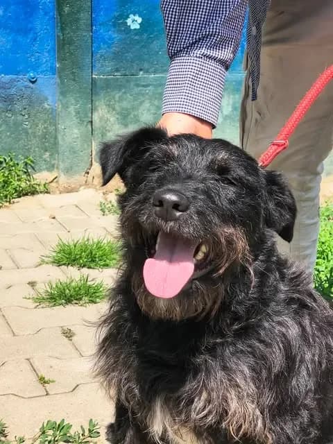 Mentos, female puppy mixed breed for adoption at Fundacja Przyjaciele Braci Mniejszych
