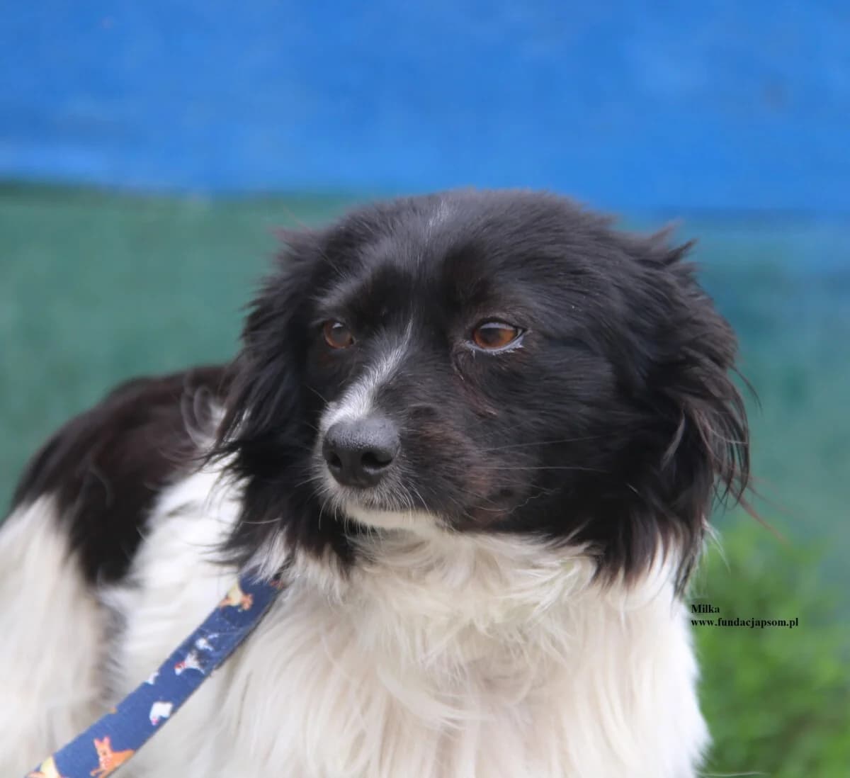 Milka, female mixed breed for adoption at Fundacja Przyjaciele Braci Mniejszych