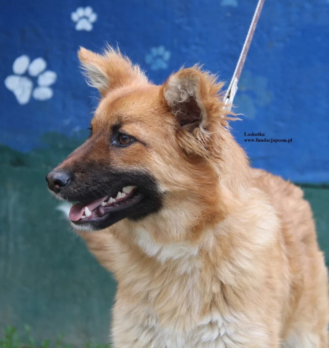 Łaskotka, female mixed breed for adoption at Fundacja Przyjaciele Braci Mniejszych