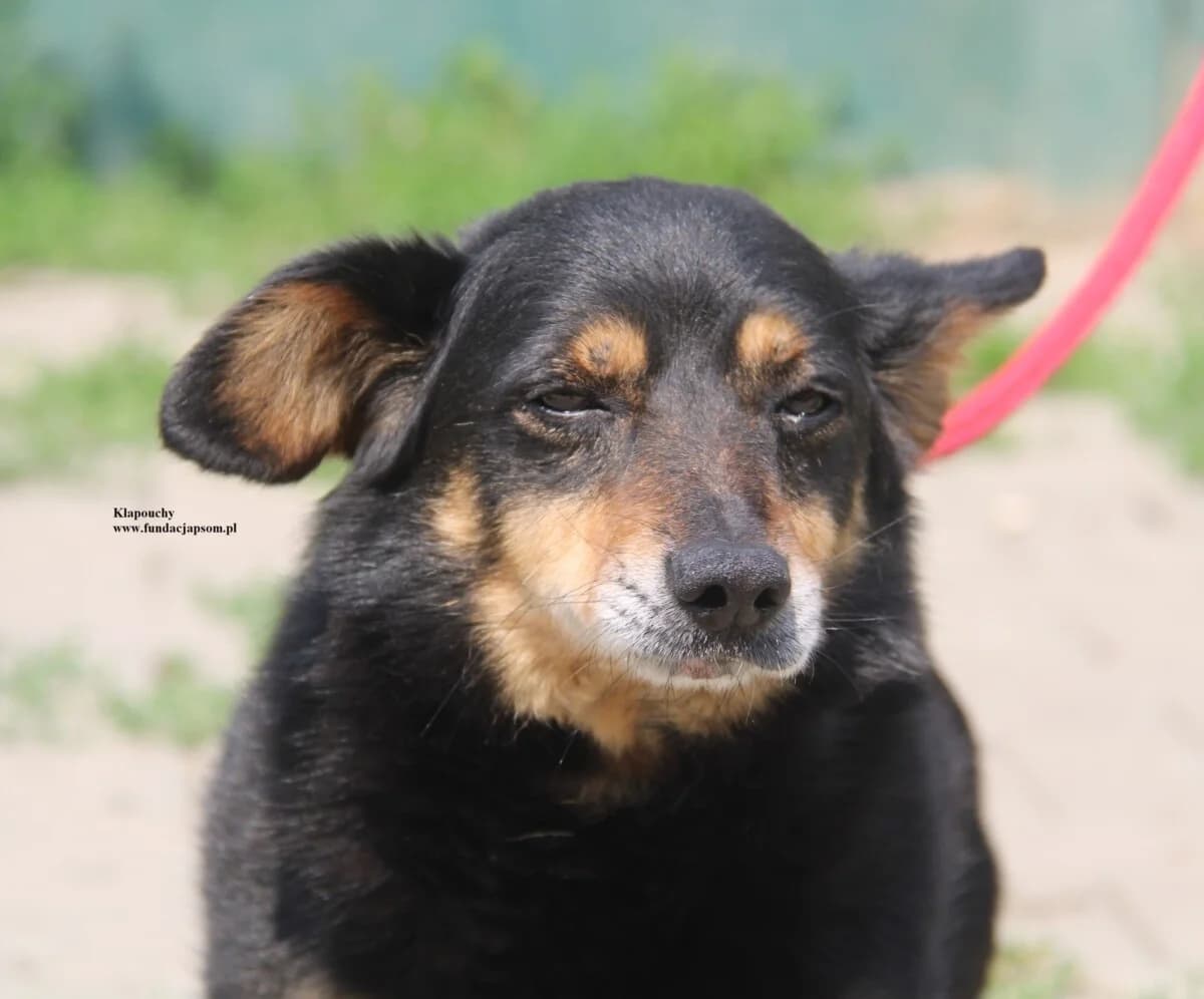 Kłapouchy, male mixed breed for adoption at Fundacja Przyjaciele Braci Mniejszych