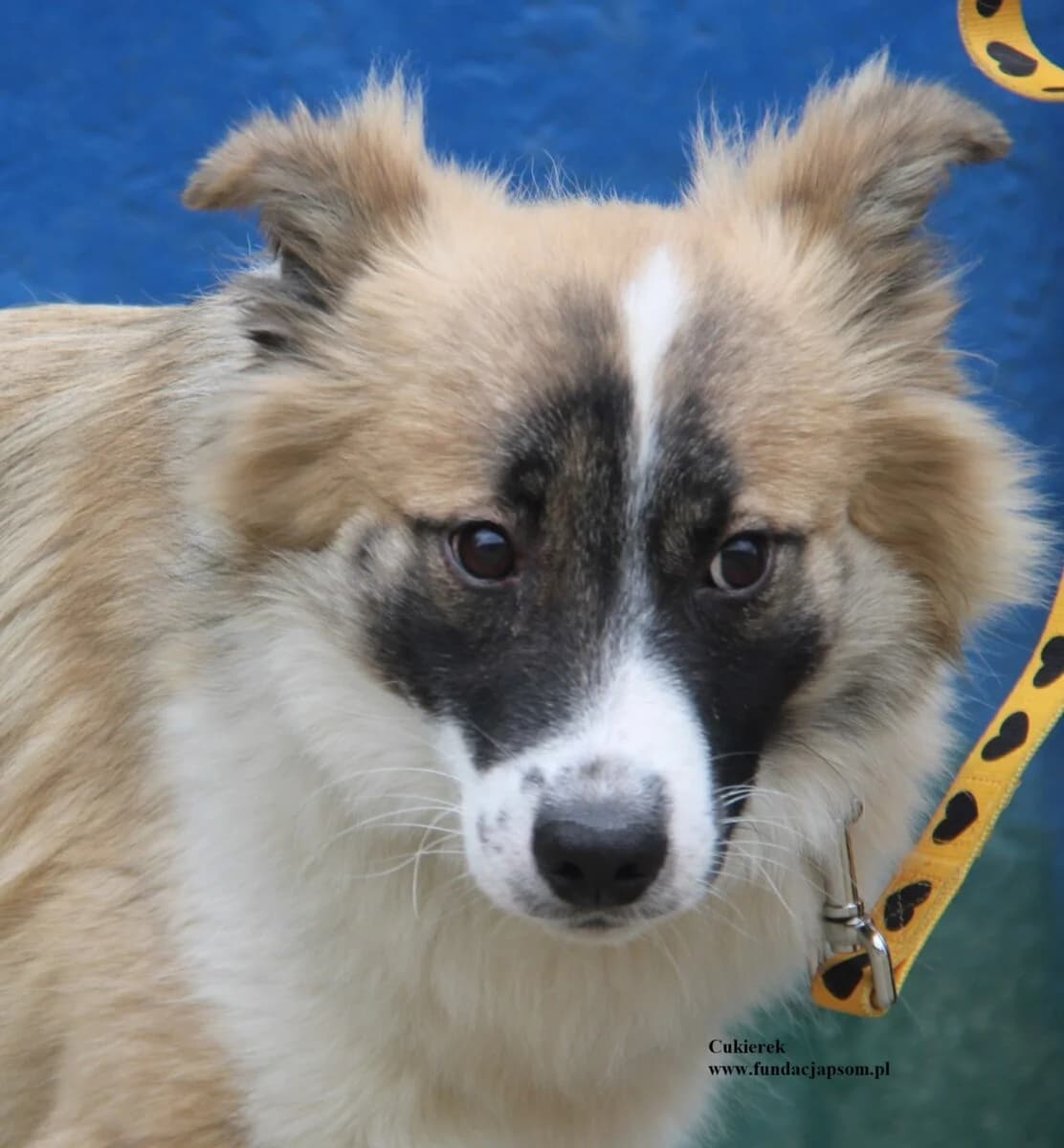 Cukierek, male Mixed Breed for adoption at Fundacja Przyjaciele Braci Mniejszych