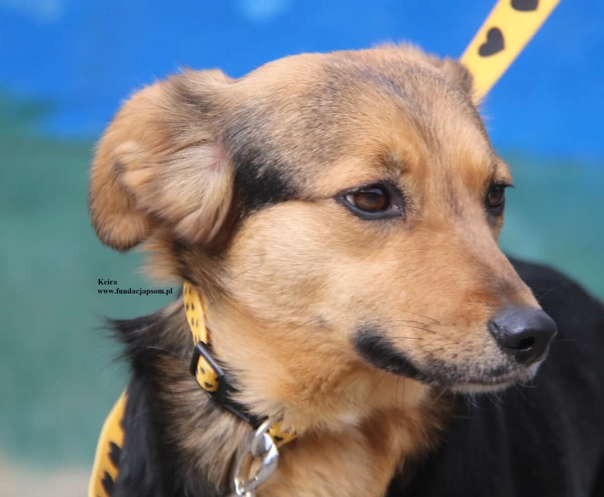 Keira, female mixed breed for adoption at Fundacja Przyjaciele Braci Mniejszych