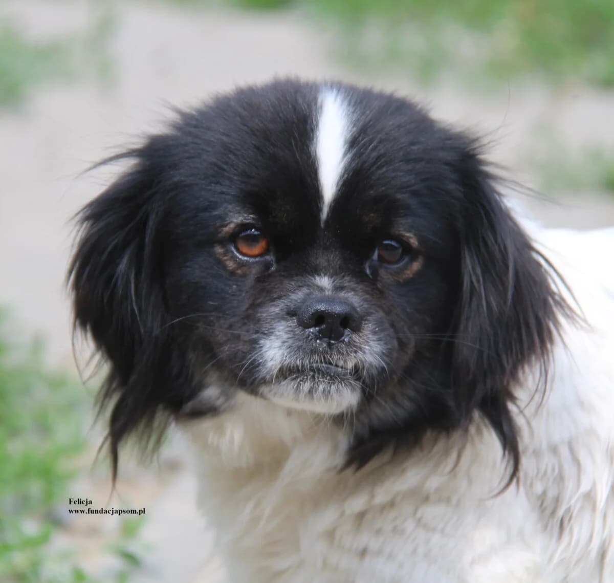 Felicja, female mixed breed for adoption at Fundacja Przyjaciele Braci Mniejszych