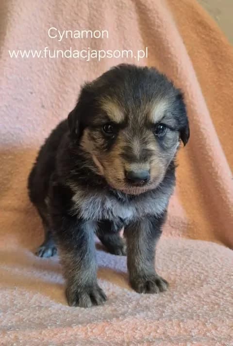 Cynamon, male mixed breed for adoption at Fundacja Przyjaciele Braci Mniejszych