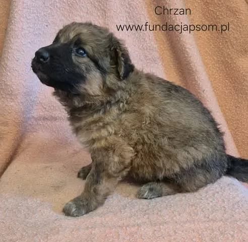 Chrzan, male mixed breed for adoption at Fundacja Przyjaciele Braci Mniejszych