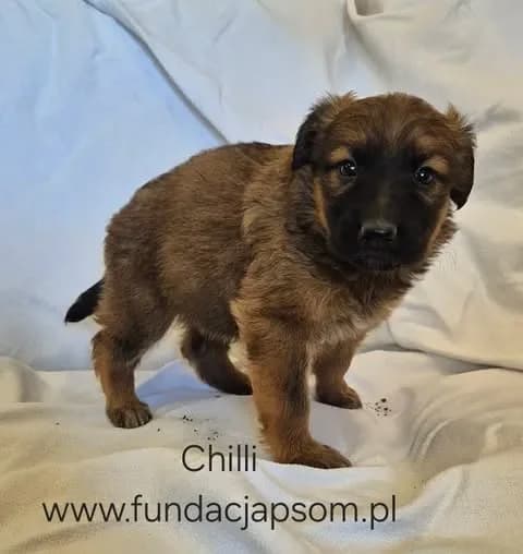 Chilli, female mixed breed for adoption at Fundacja Przyjaciele Braci Mniejszych
