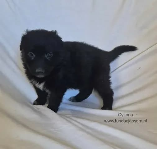 Cykoria, female mixed breed for adoption at Fundacja Przyjaciele Braci Mniejszych