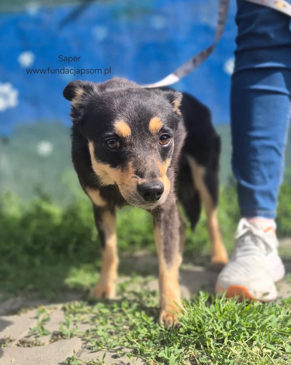 Saper, male mixed breed for adoption at Fundacja Przyjaciele Braci Mniejszych