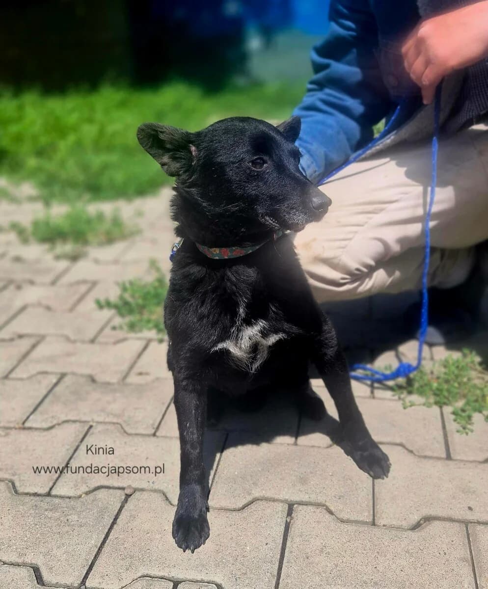 Kinia, female senior mixed breed for adoption at Fundacja Przyjaciele Braci Mniejszych