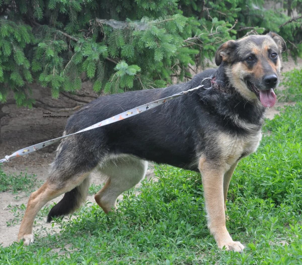 Samba, female mixed breed for adoption at Fundacja Przyjaciele Braci Mniejszych