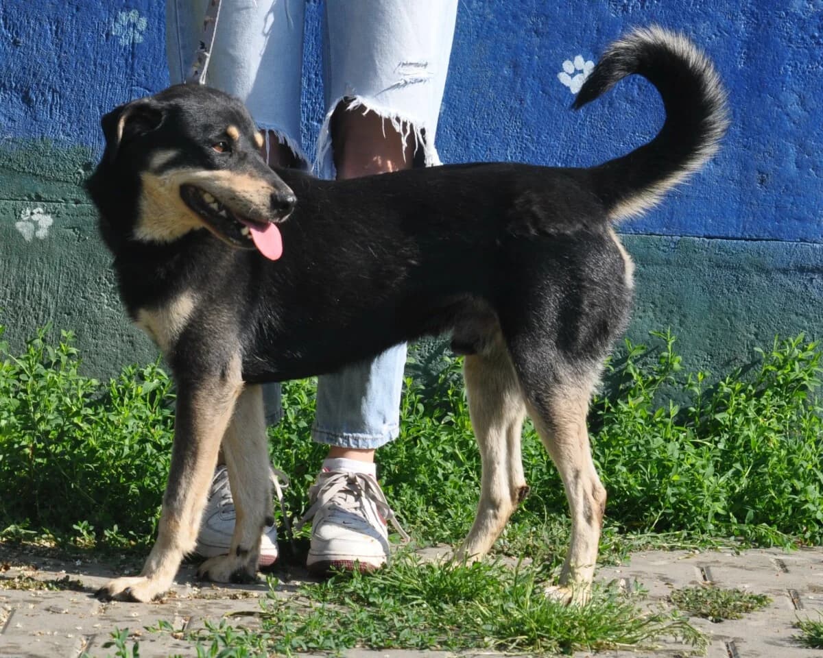 Lolek, male mixed breed for adoption at Fundacja Przyjaciele Braci Mniejszych