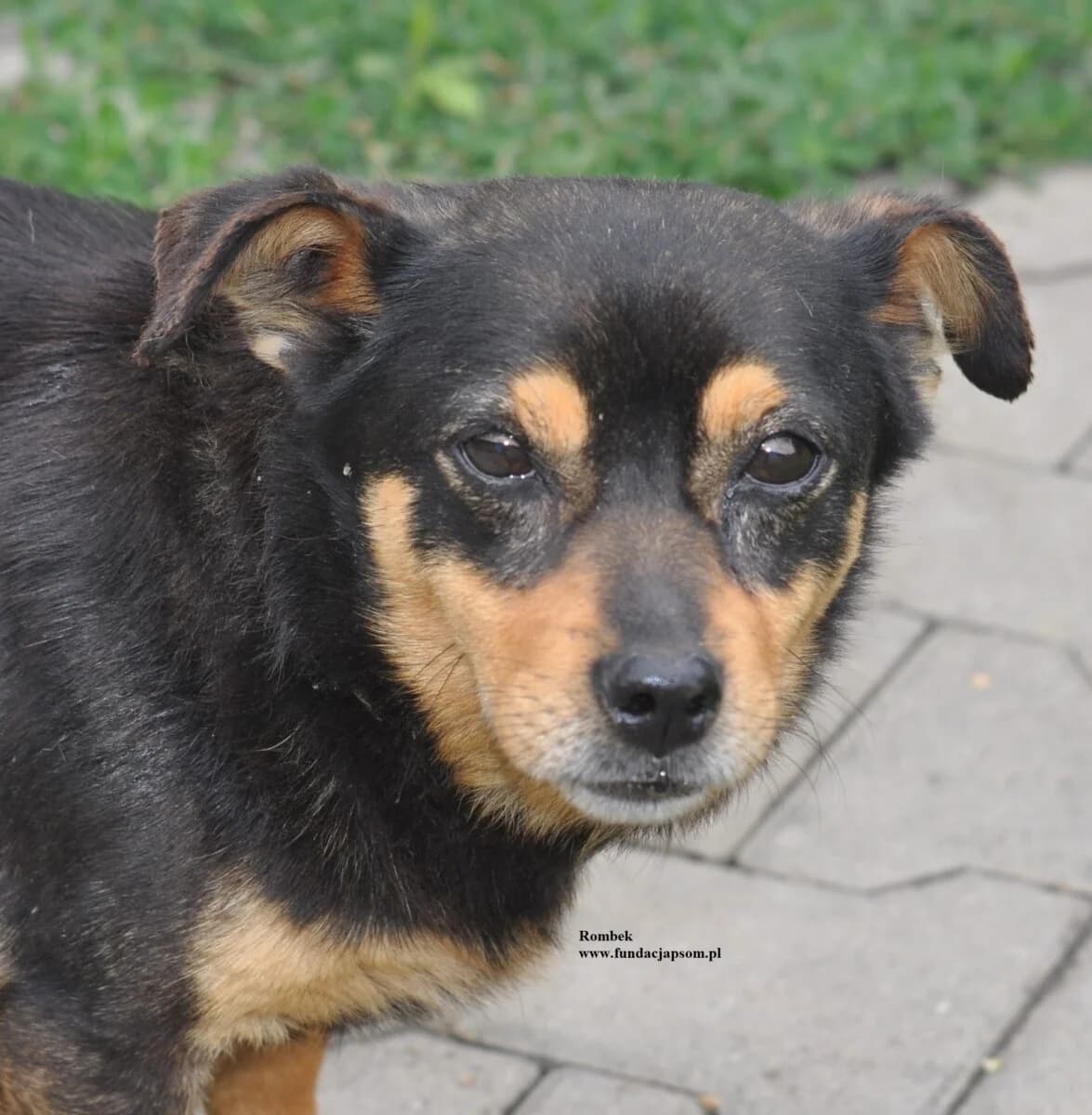 Rombek, male mixed breed for adoption at Fundacja Przyjaciele Braci Mniejszych