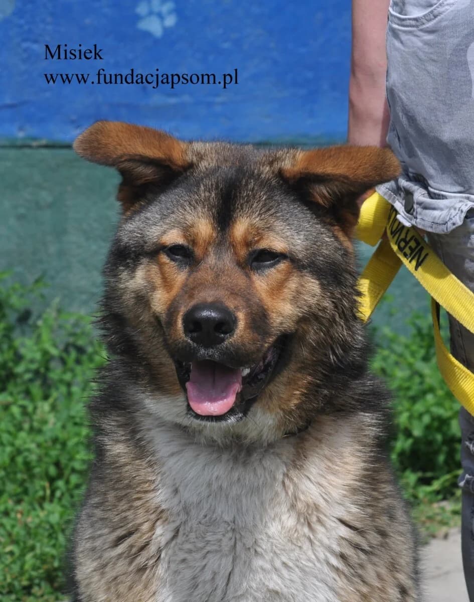 Misiek, male mixed breed for adoption at Fundacja Przyjaciele Braci Mniejszych