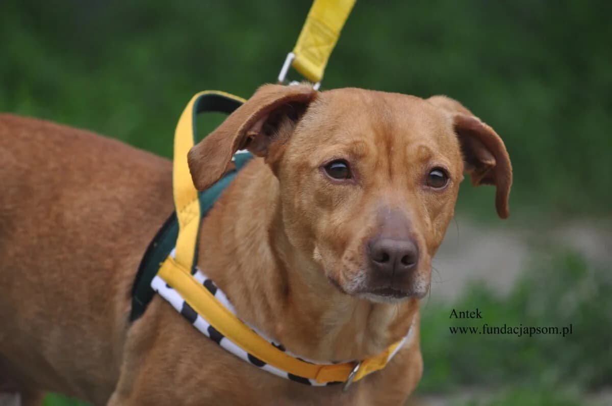 Antek, male mixed breed for adoption at Fundacja Przyjaciele Braci Mniejszych