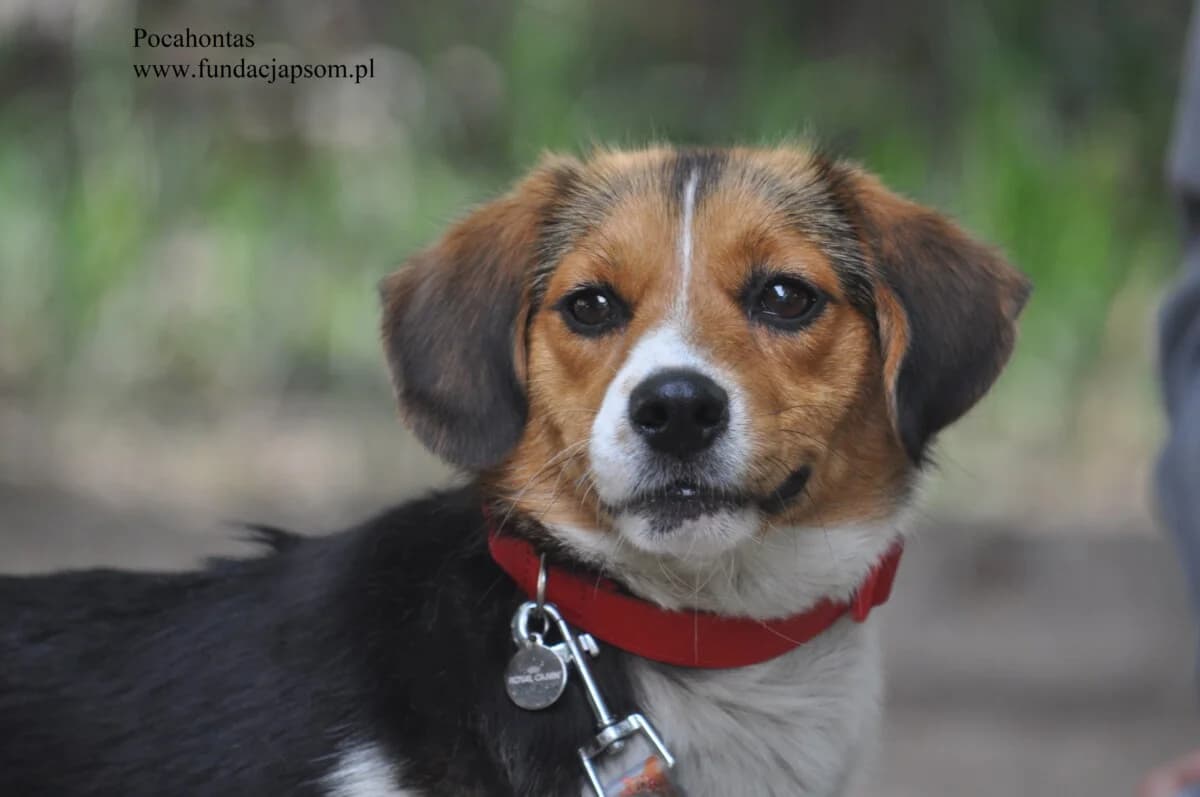 Pocahontas, female mixed breed for adoption at Fundacja Przyjaciele Braci Mniejszych