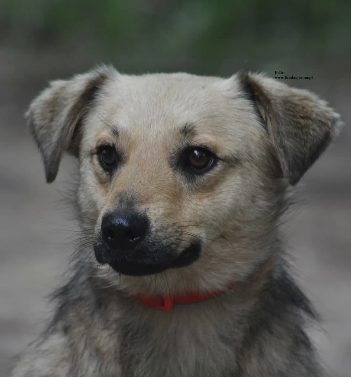 Felix, female mixed breed for adoption at Fundacja Przyjaciele Braci Mniejszych