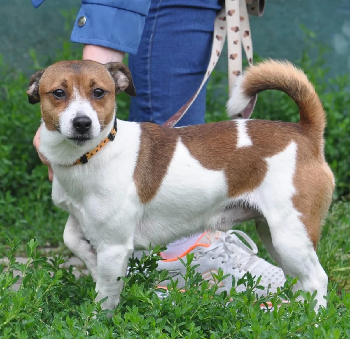 Miki, male mixed breed for adoption at Fundacja Przyjaciele Braci Mniejszych