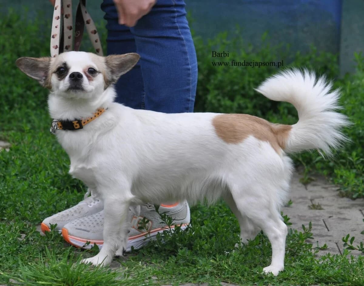 Barbi, female mixed breed for adoption at Fundacja Przyjaciele Braci Mniejszych
