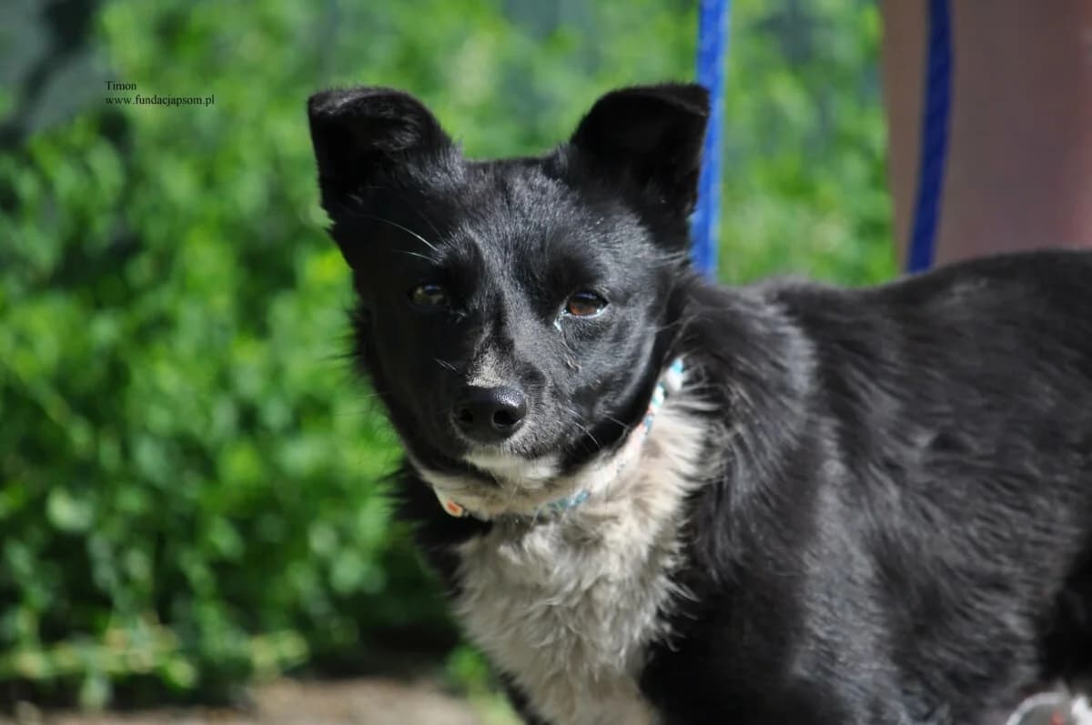 Timon, male mixed breed for adoption at Fundacja Przyjaciele Braci Mniejszych