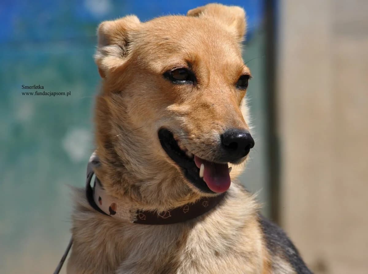 Smerfetka, female mixed breed for adoption at Fundacja Przyjaciele Braci Mniejszych