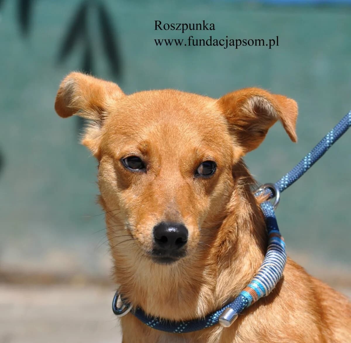 Roszpunka, female mixed breed for adoption at Fundacja Przyjaciele Braci Mniejszych