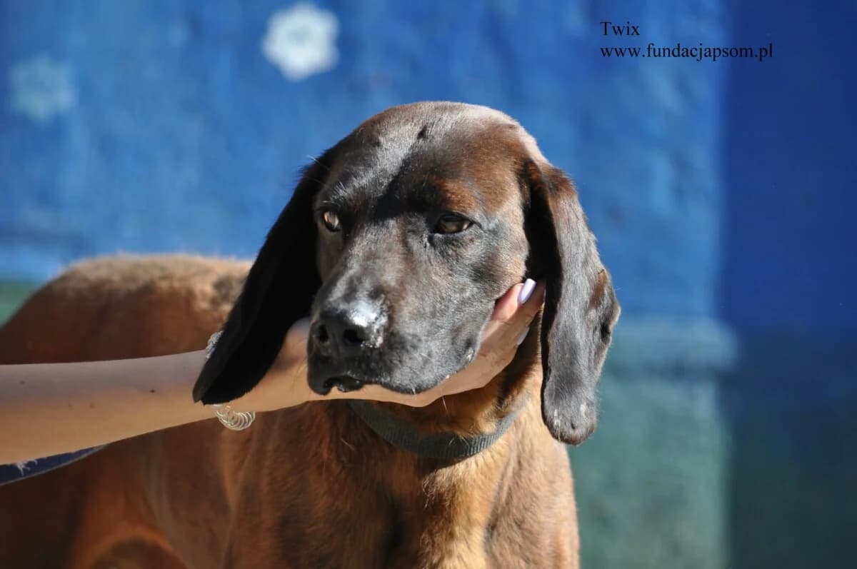Twix, male mixed breed for adoption at Fundacja Przyjaciele Braci Mniejszych