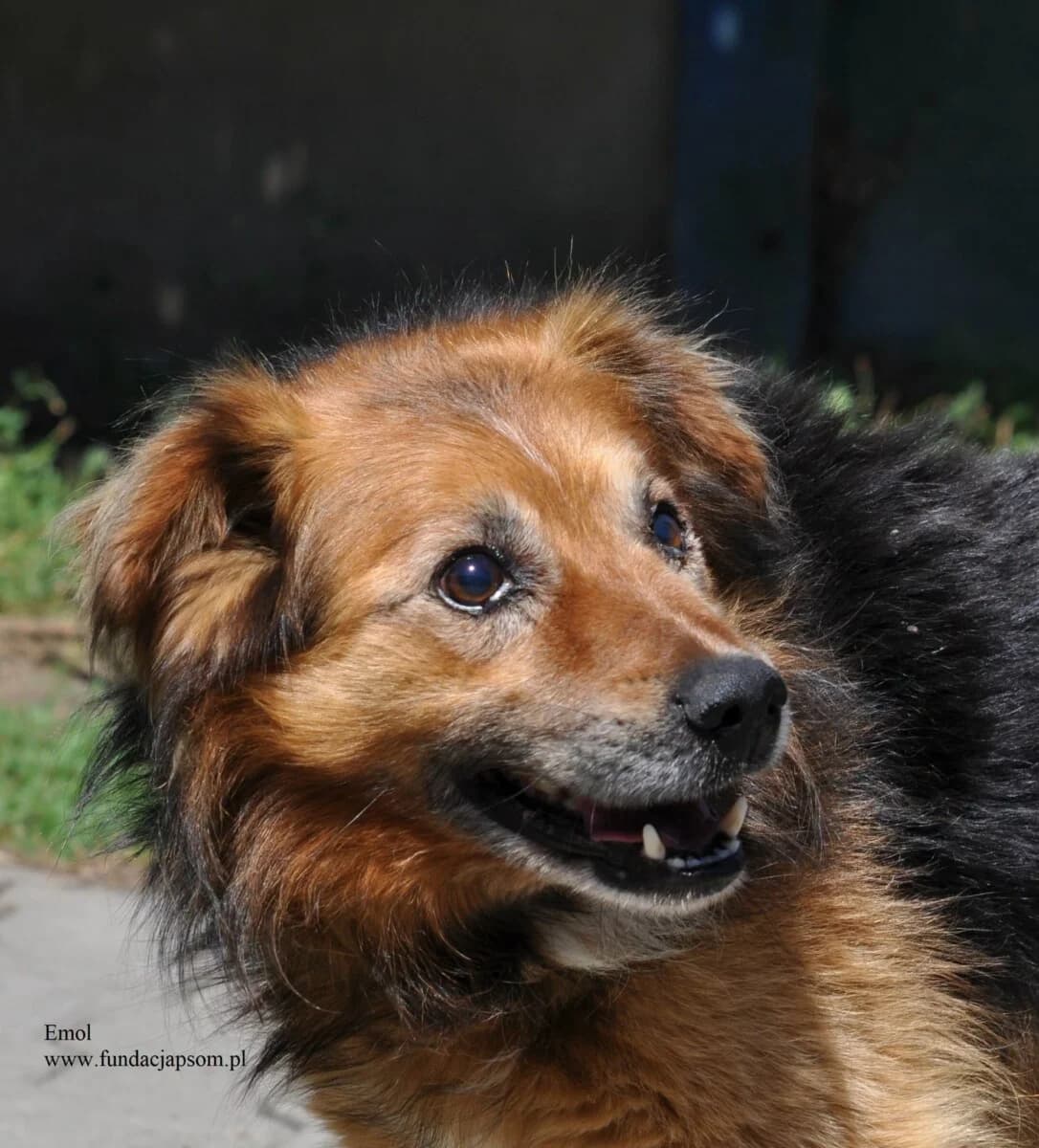 Emol, male mixed breed for adoption at Fundacja Przyjaciele Braci Mniejszych